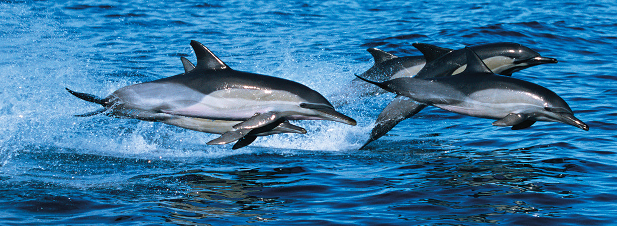 Delfines Ocean Friends Lienzo