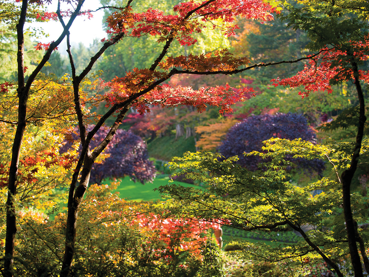 Victoria Vancouver Garden