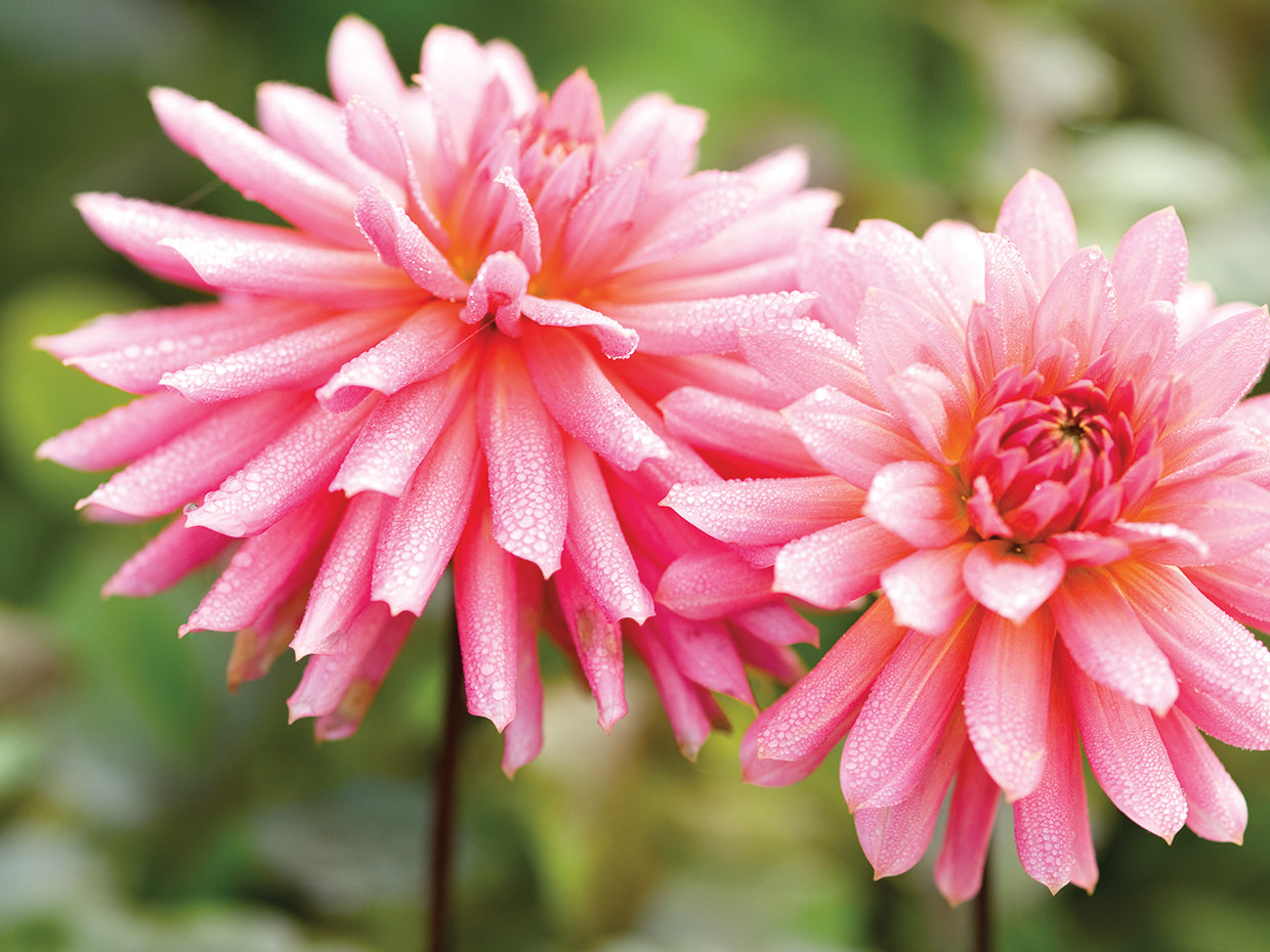 Victoria Garden Dalia Lienzo