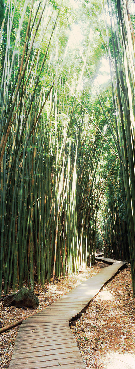 Camino de bambú de Maui Lienzo