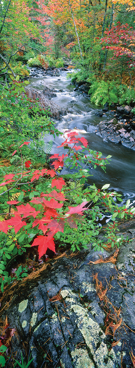 Michigan Forest River