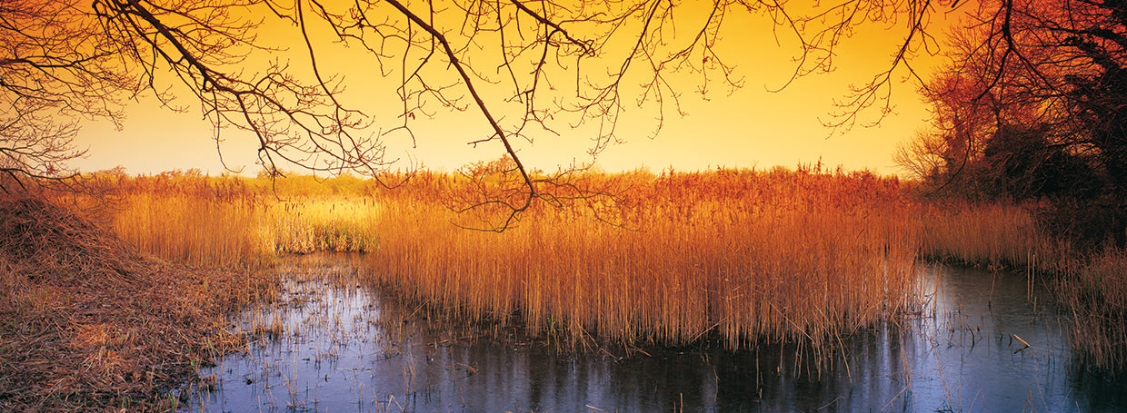 Sunset Pond Reeds