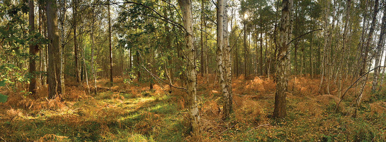 Norfolk Silver Birches