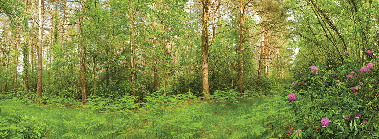 Hampshire England Forest