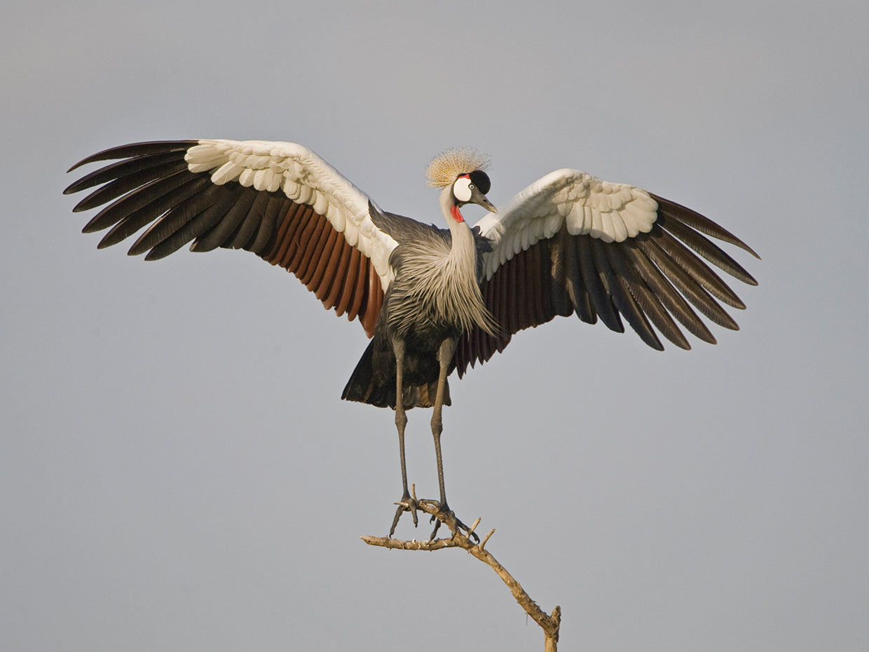 Grulla coronada posada Lienzo