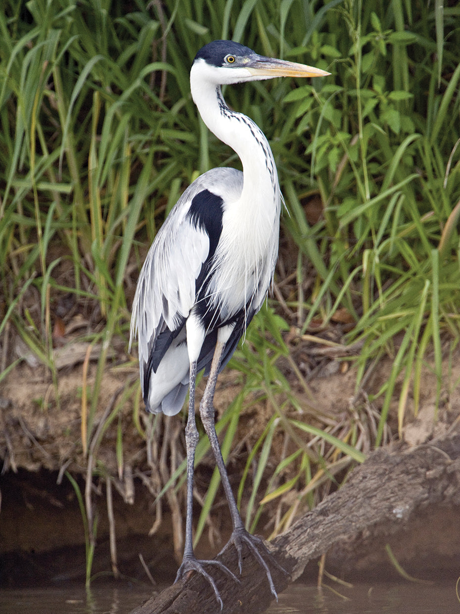 Cocoi Heron Brazil