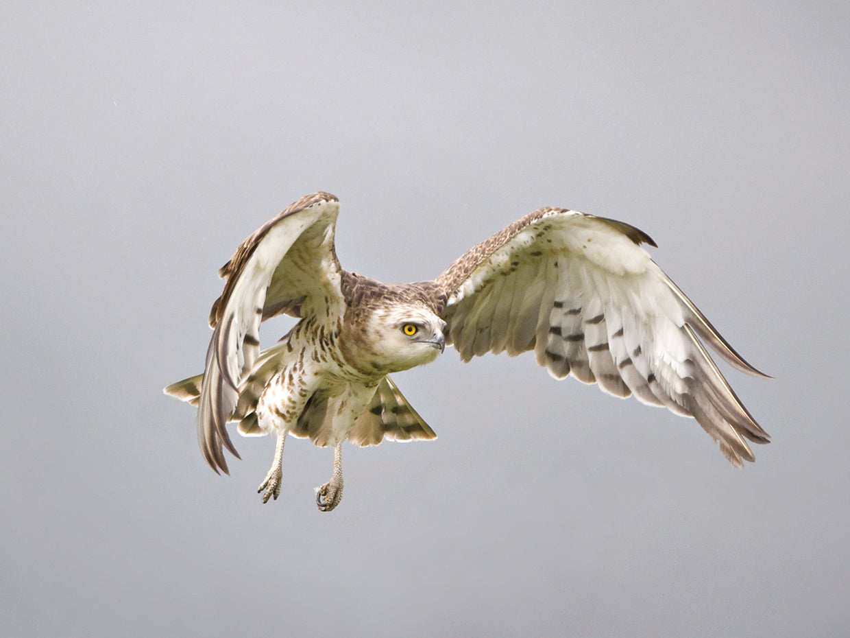 Snake Eagle in Flight