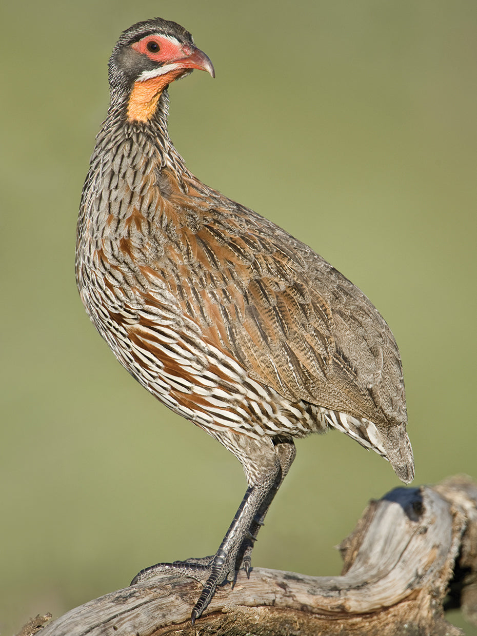 African Spurfowl