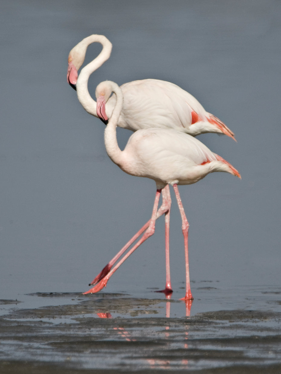African Pink Flamingo Duo