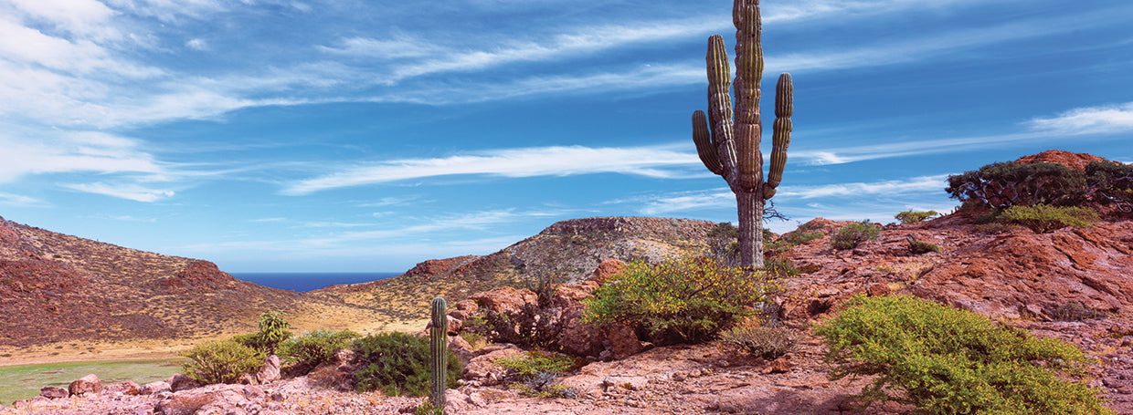 Cactus del desierto de Baja Lienzo