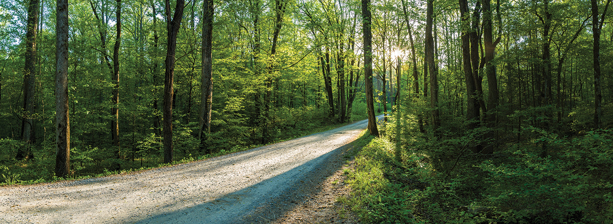 Forest Road Smokies