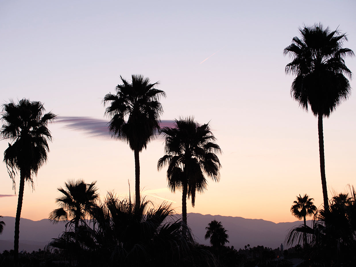 Mod Palms Palm Springs