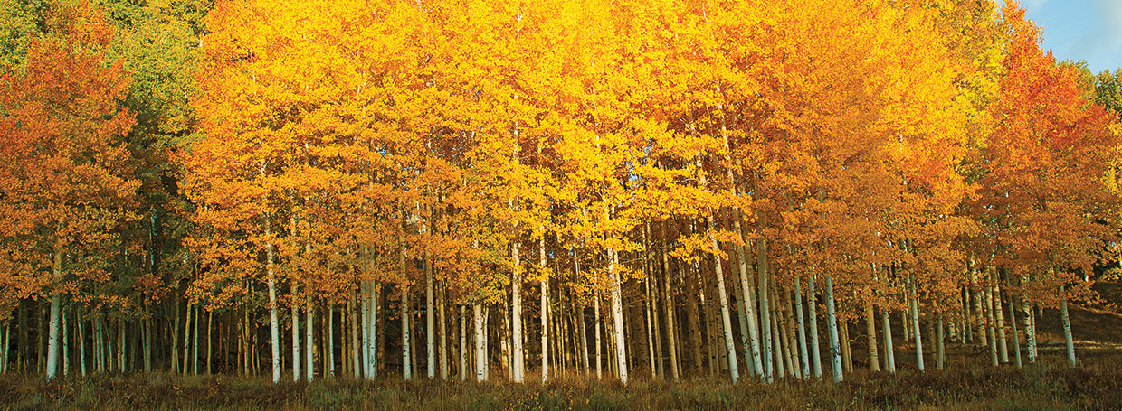 Going for Gold Aspens