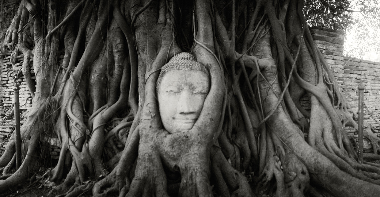 Thai Buddha Roots