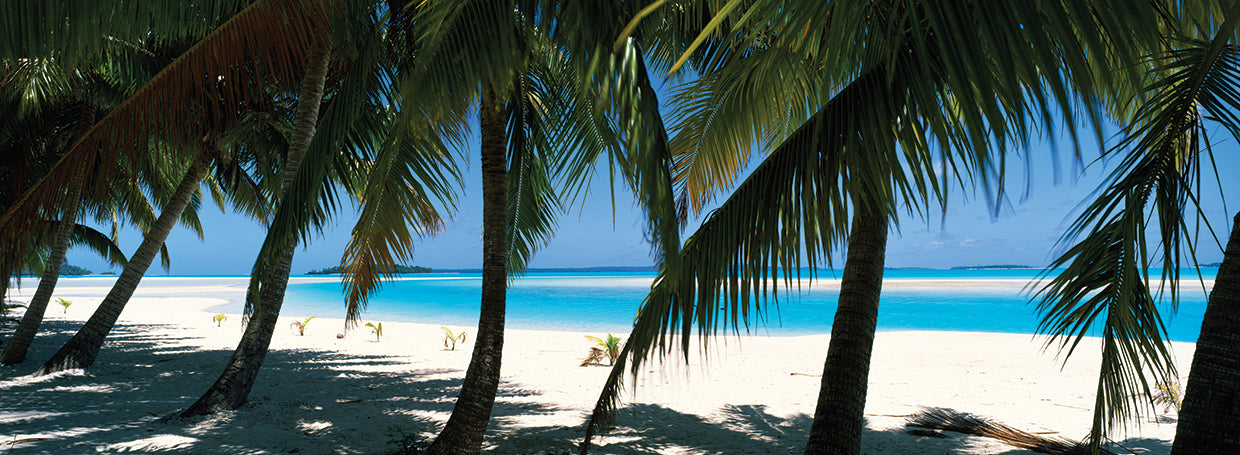 Beach Dreamin' Palms