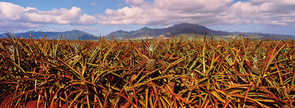 Hawaii Pineapple Farm