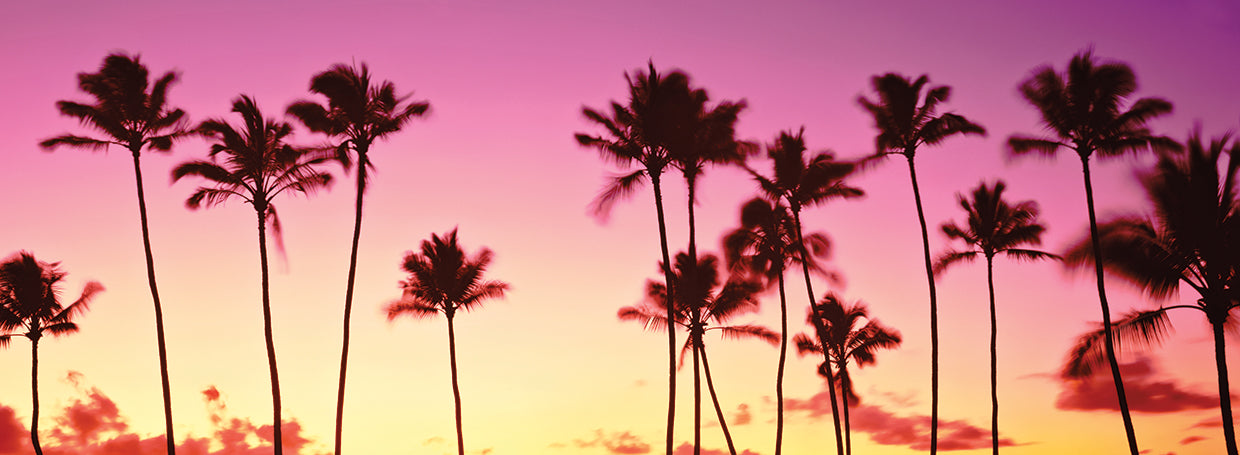 Honolulu Pink Palms