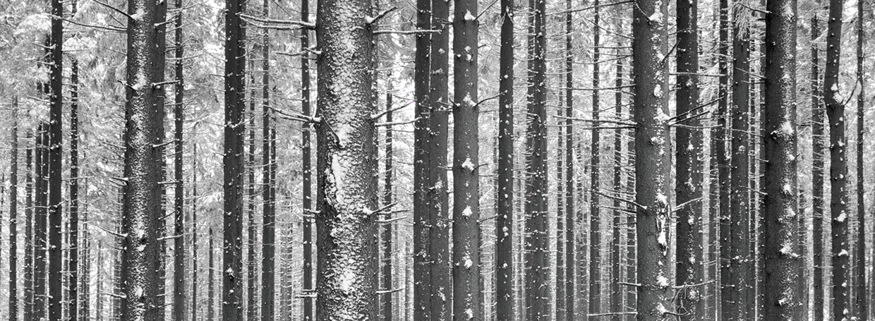 Montaña Kandel Alemania Lienzo