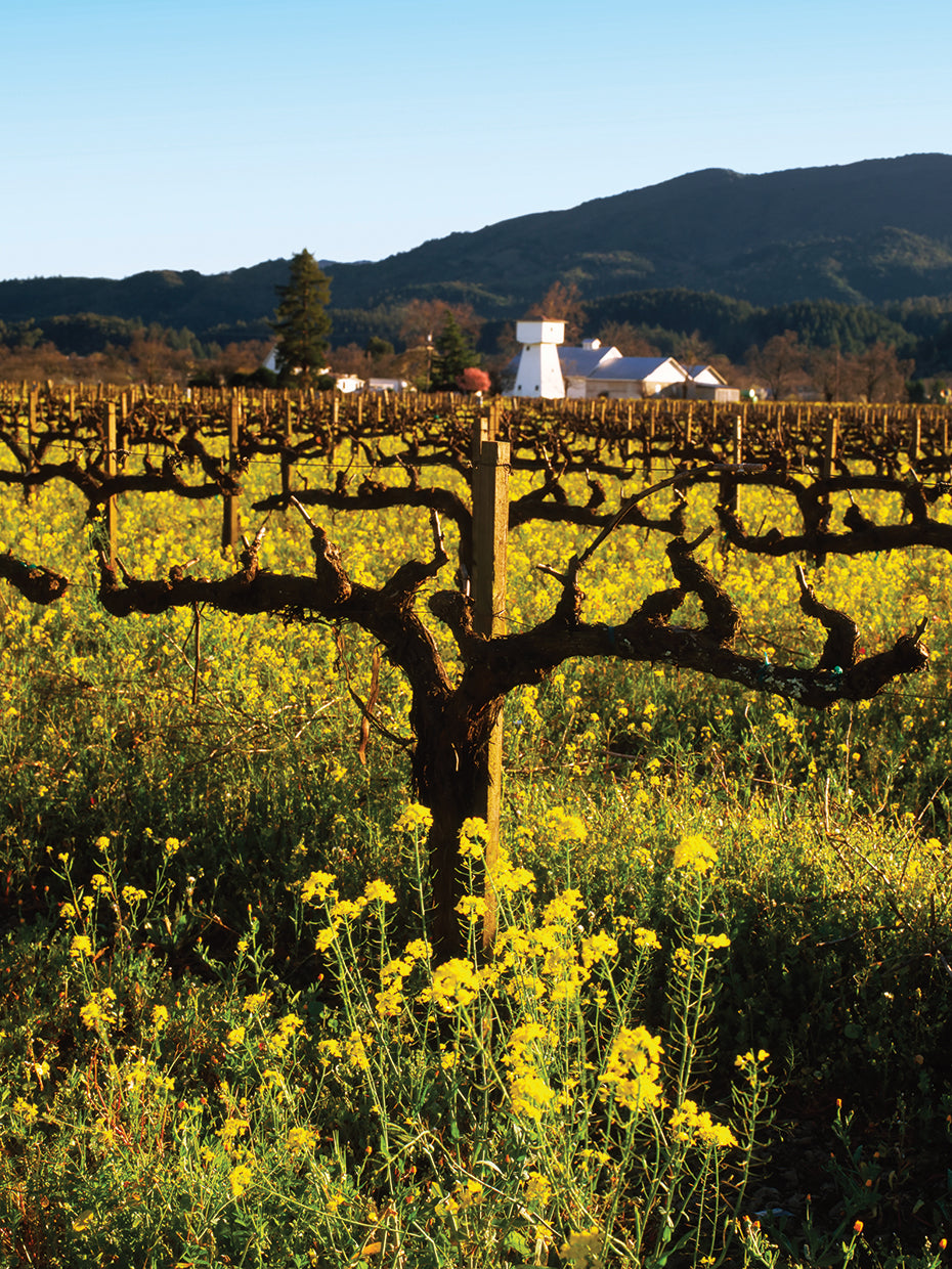 Vides retorcidas Sonoma Lienzo