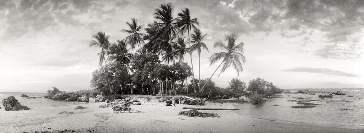 Brazilian Beach Palms