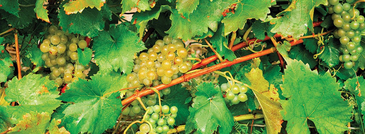 Uvas verdes doradas Lienzo
