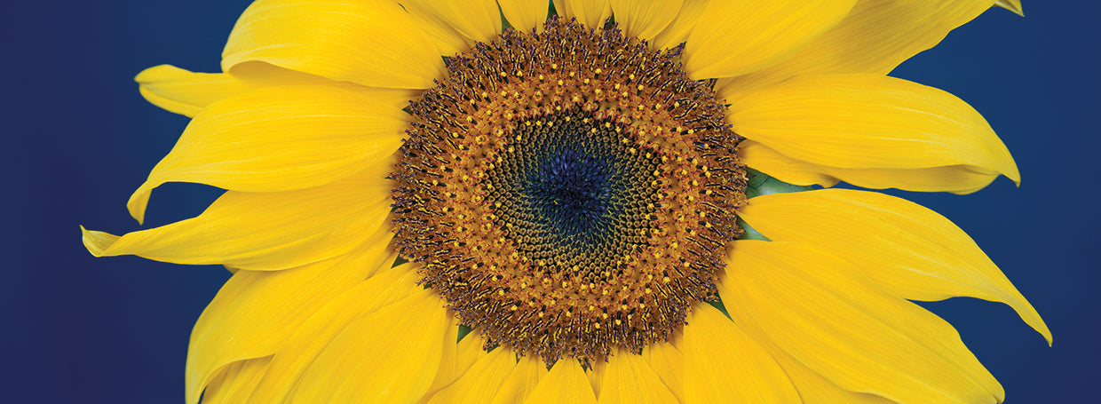 Happy Face Sunflower