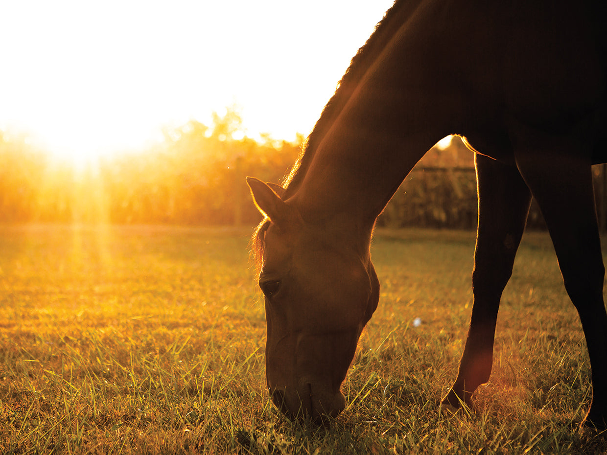Sunset Grazing I