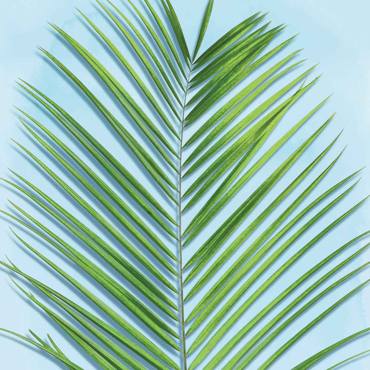 Palm on Blue V