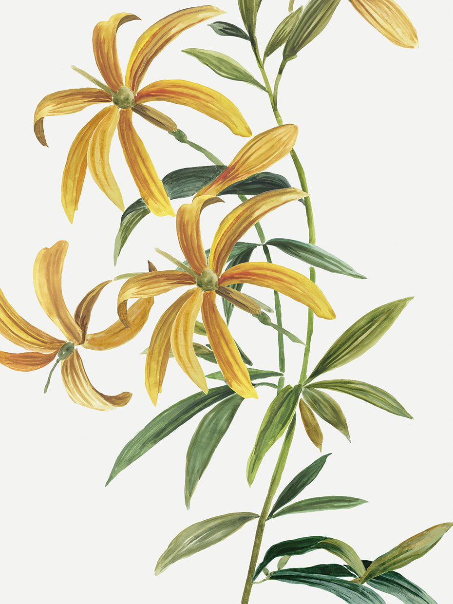 Yellow Tropical Flowers II