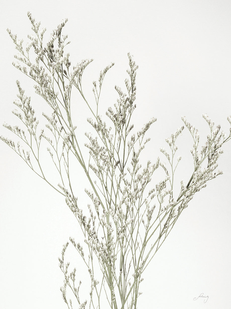 Simple Stems VII Light Crop