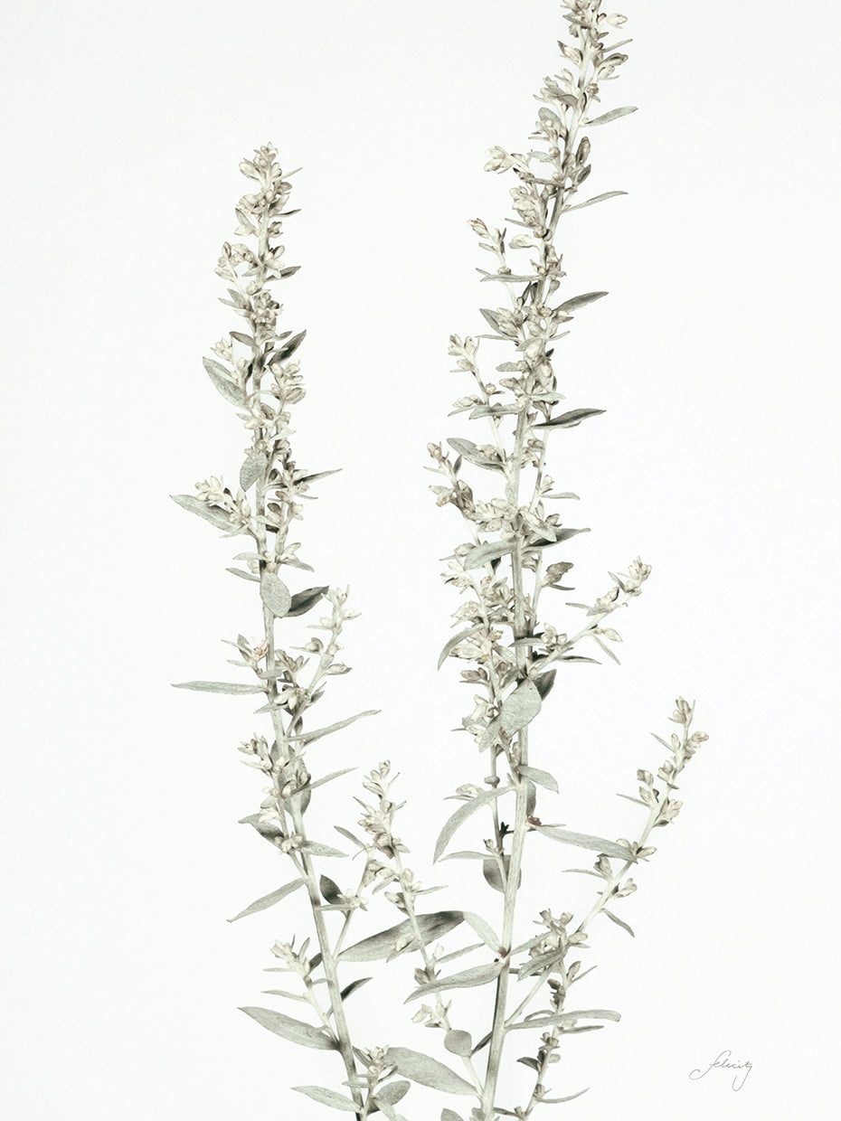 Simple Stems IV Light Crop