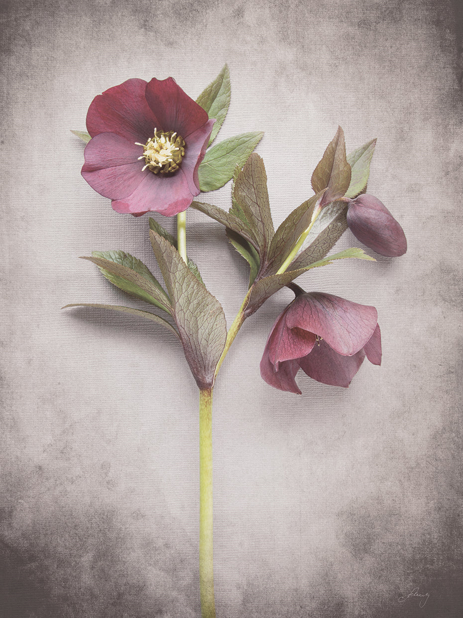 Vintage Hellebore Study V