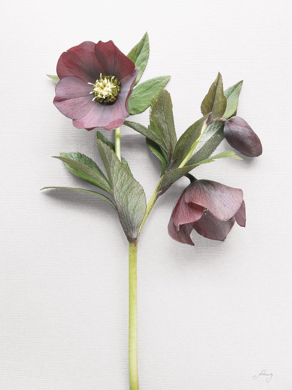 Hellebore Study V
