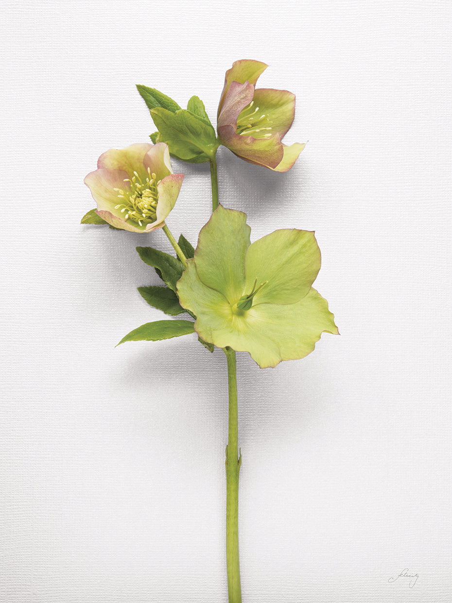 Hellebore Study I