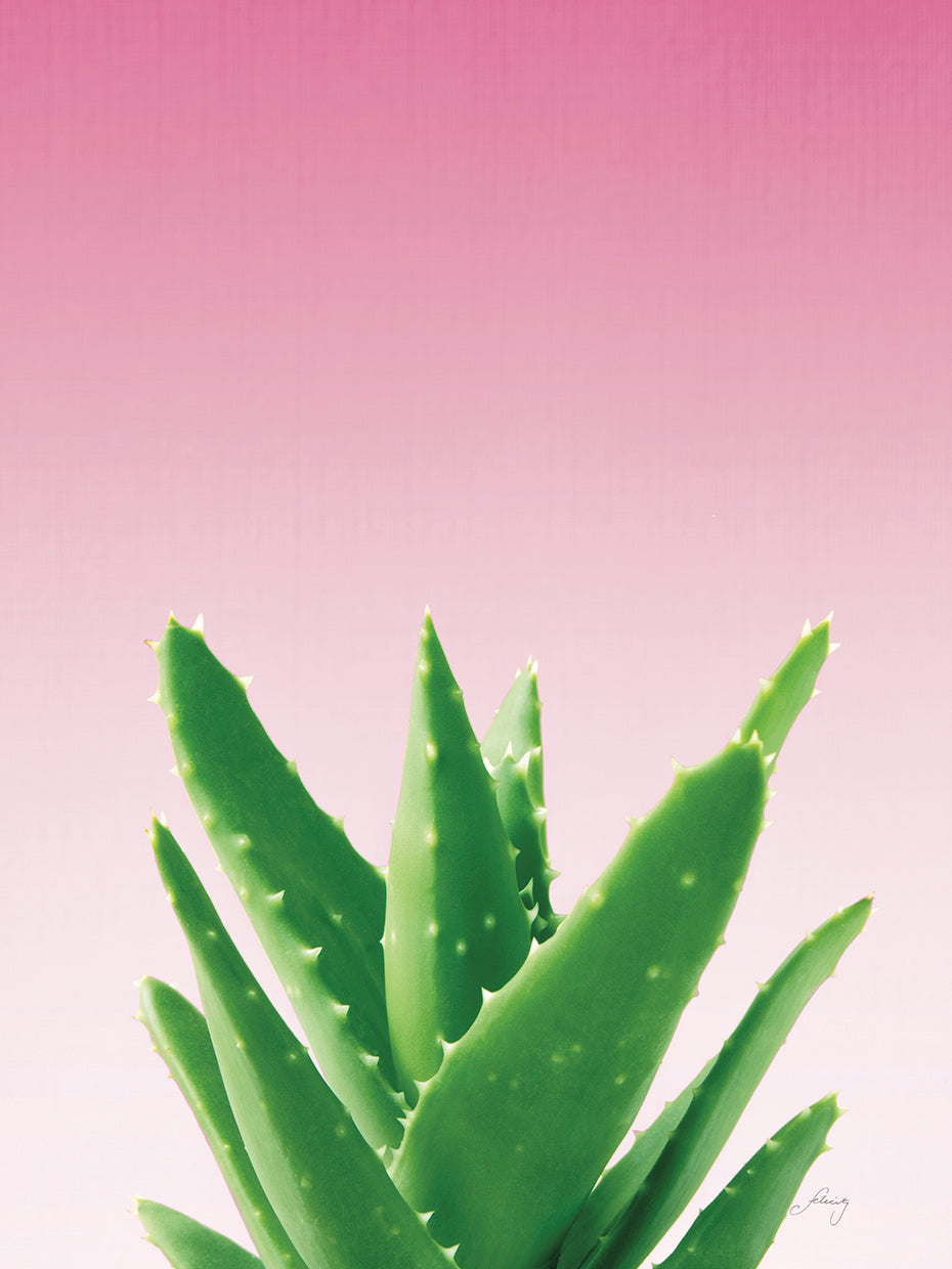 Succulent Simplicity V Pink Ombre Crop