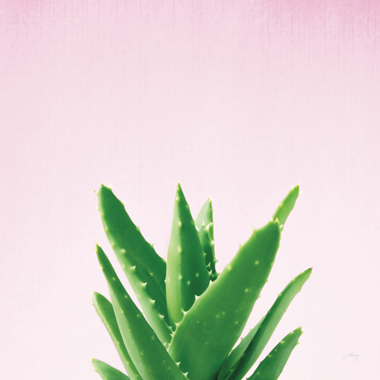 Succulent Simplicity V on Pink