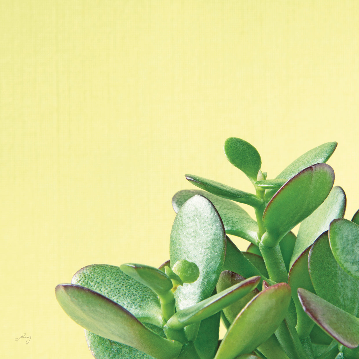 Succulent Simplicity IV