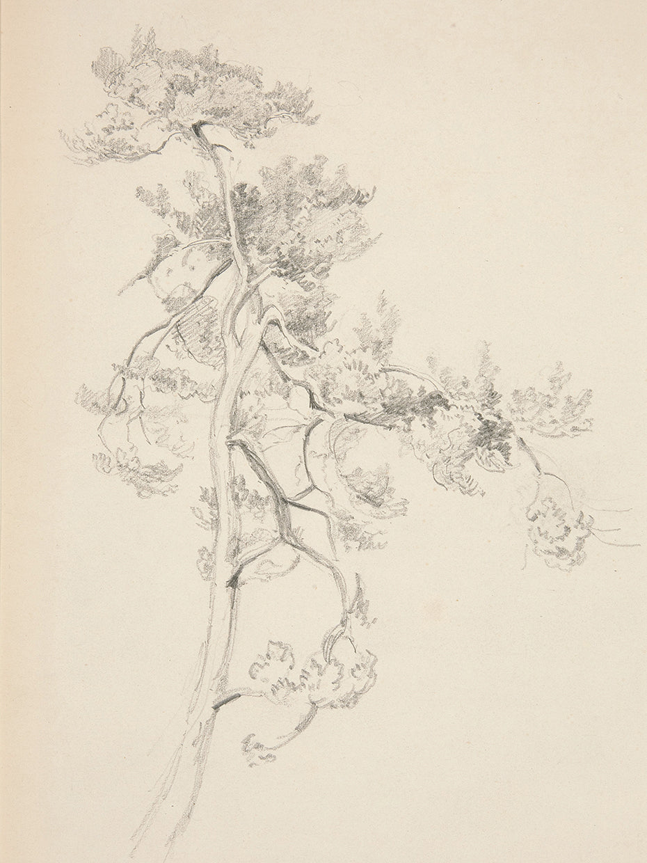 Tree and Foliage