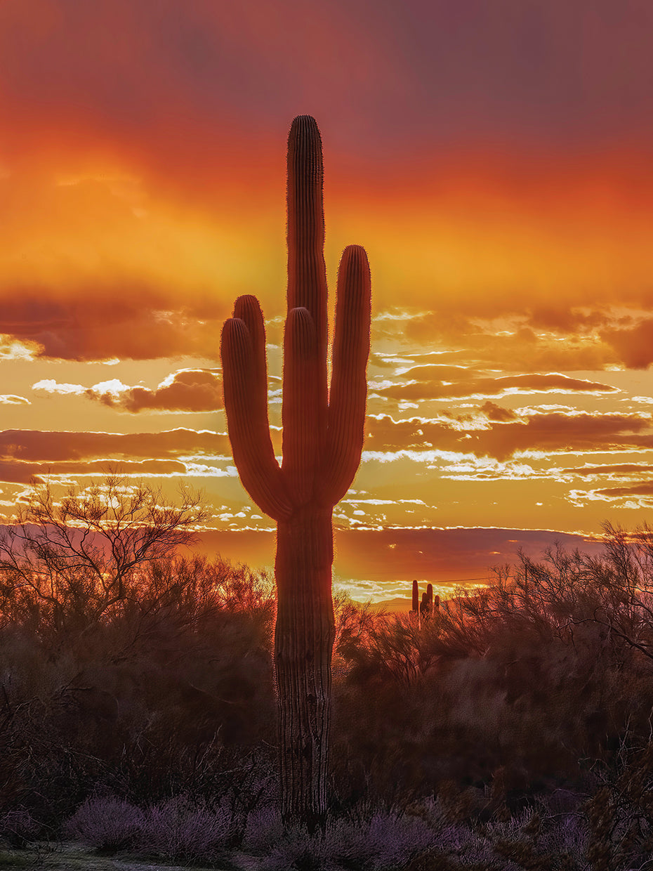 Desert sunset, Scottsdale AZ