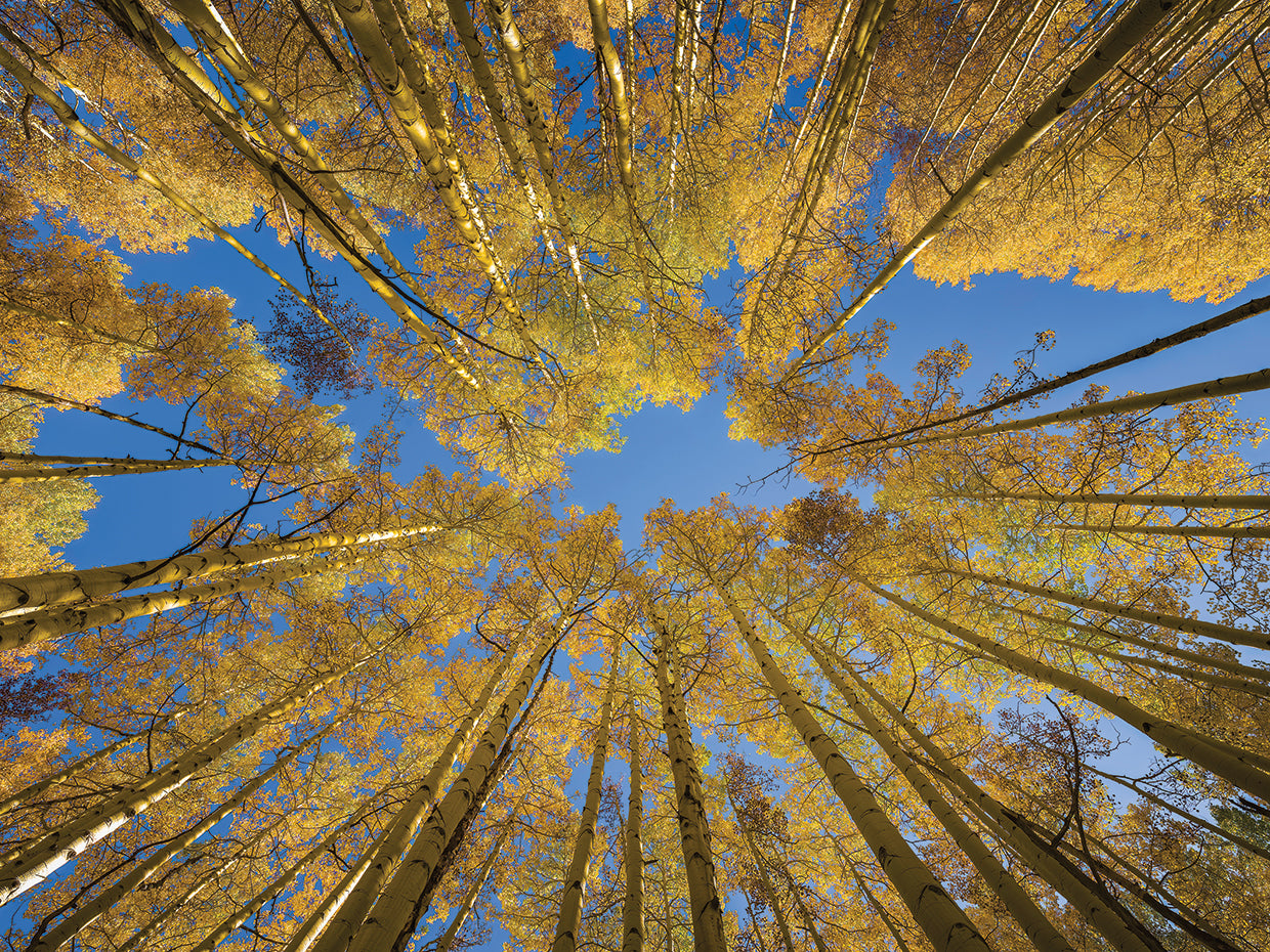 Skyward Aspens, Crested Butte Colorado