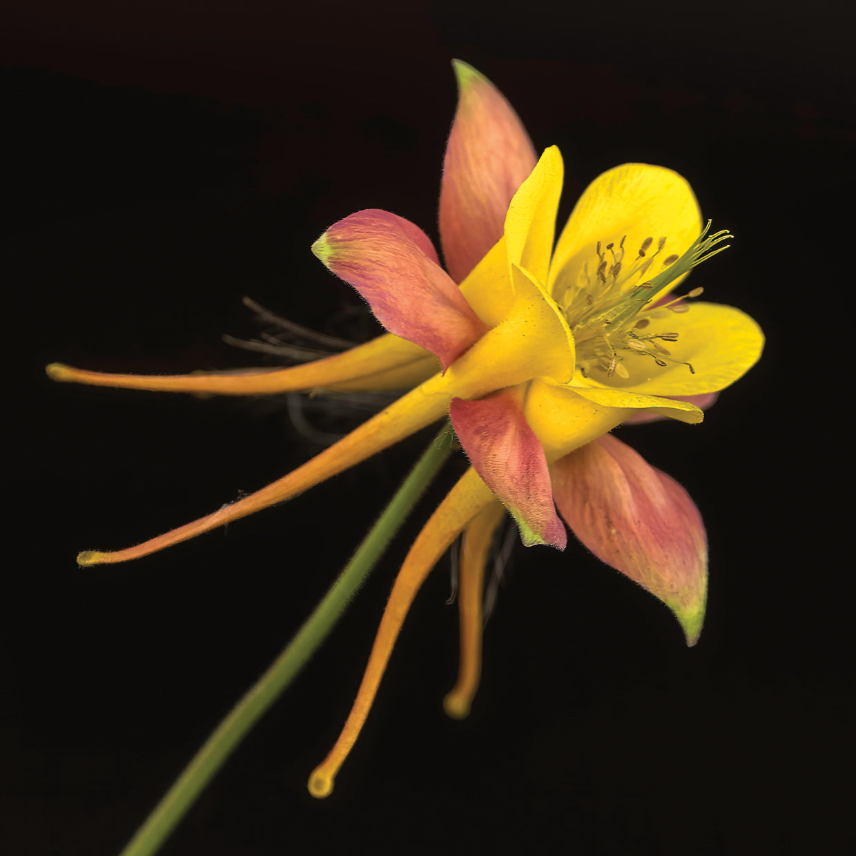 Columbine, Crested Butte Colorado