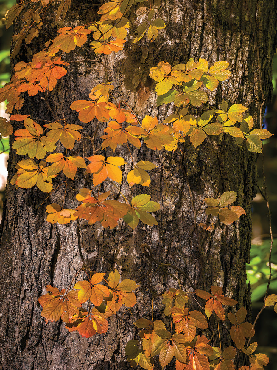 Autumn Vine, Southern Vermont