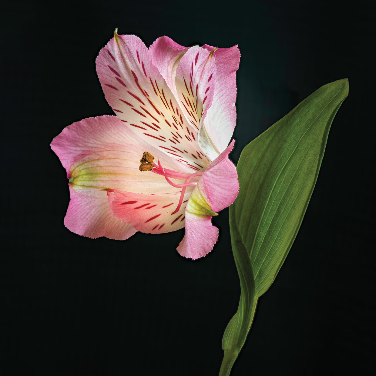 Alstroemeria,