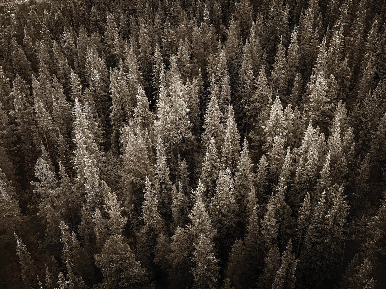 Reaching For the Sky, Canadian Rockies
