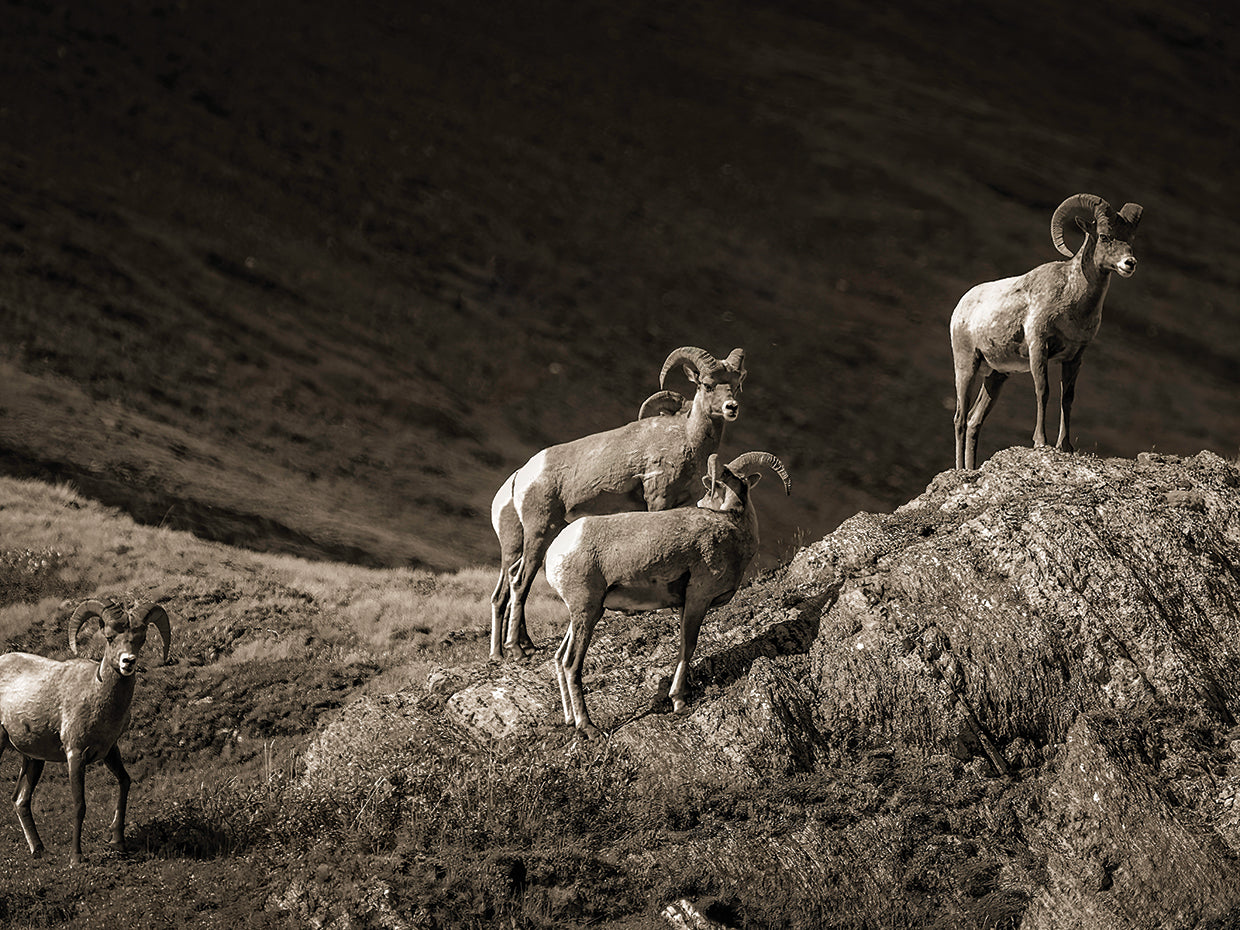 Alpha Male, Canadian Rockies