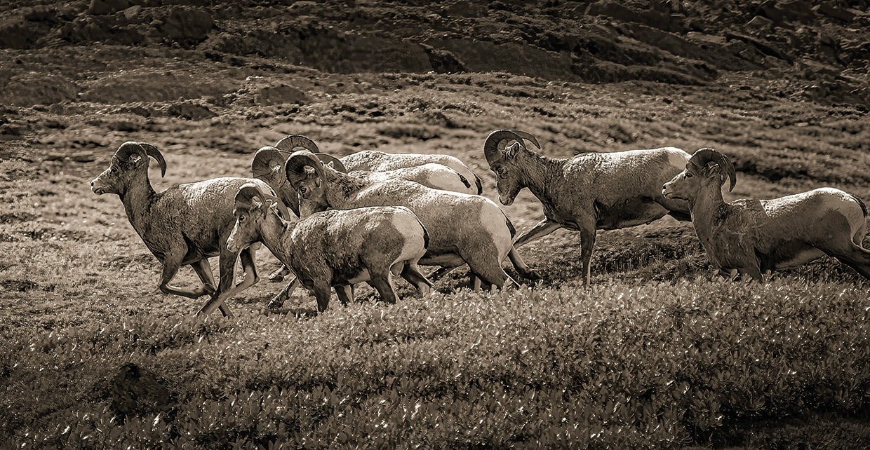 Follow the Leader, Canadian Rockies