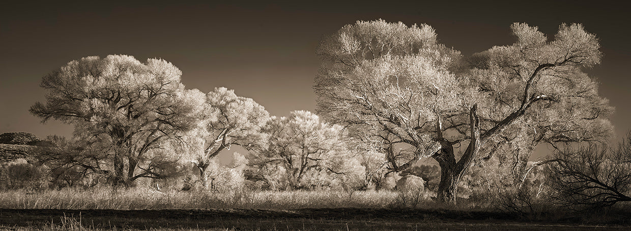 Cottonwood Grove, Skull Valley AZ