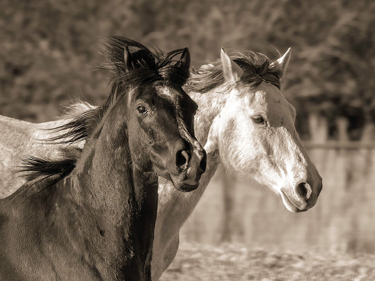 Running mates, Skull Valley AZ