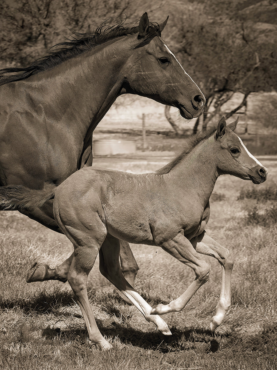 National Champion Quarter Horse and Foal, running, Kirkland Junction AZ
