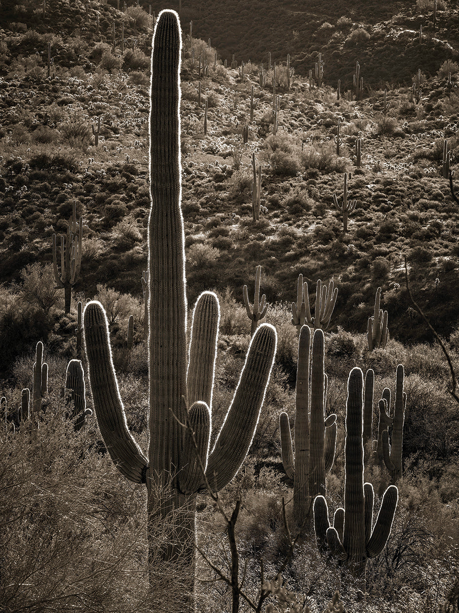 Backlit Saguaro cactus, Spur Cross Ranch, Cave Creek AZ